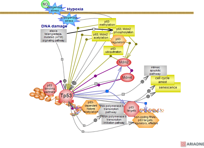 p53 signaling pathwayRat Genome Database